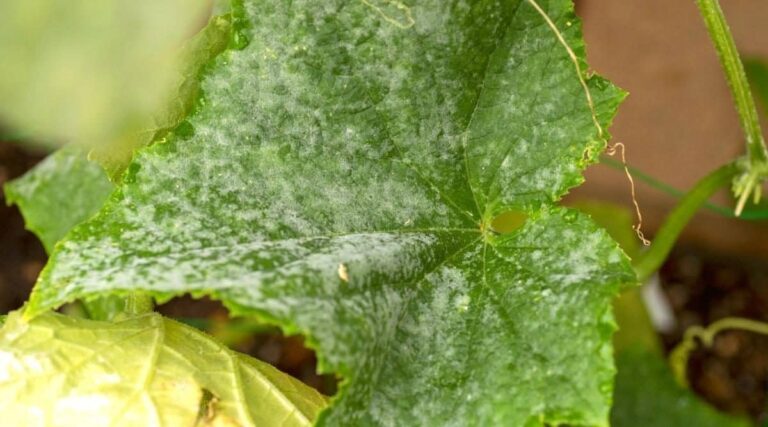 What Causes Cucumber Leaves Turn White How To Fix It Happiness Cucumber