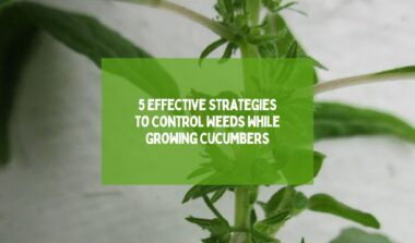 5 Effective Strategies to Control Weeds While Growing Cucumbers