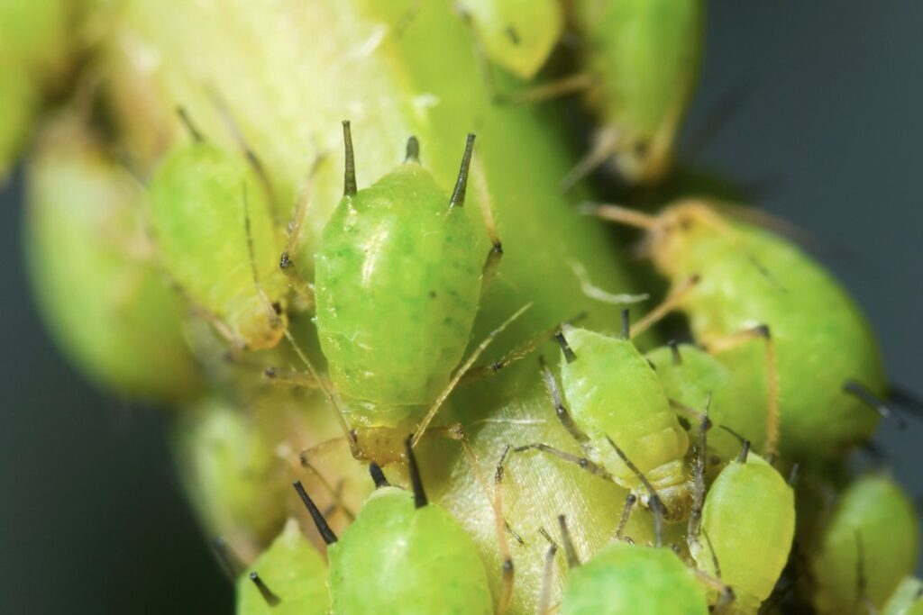 Aphids