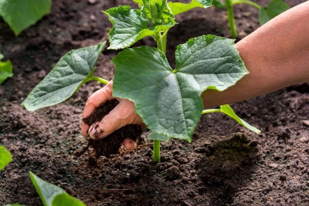 Apply Organic Fertilizer to Cucumber Plants