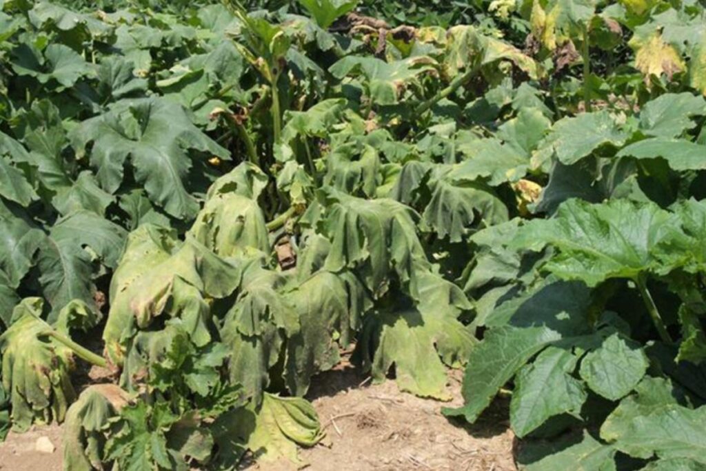 Bacterial Wilt Of Cucumber