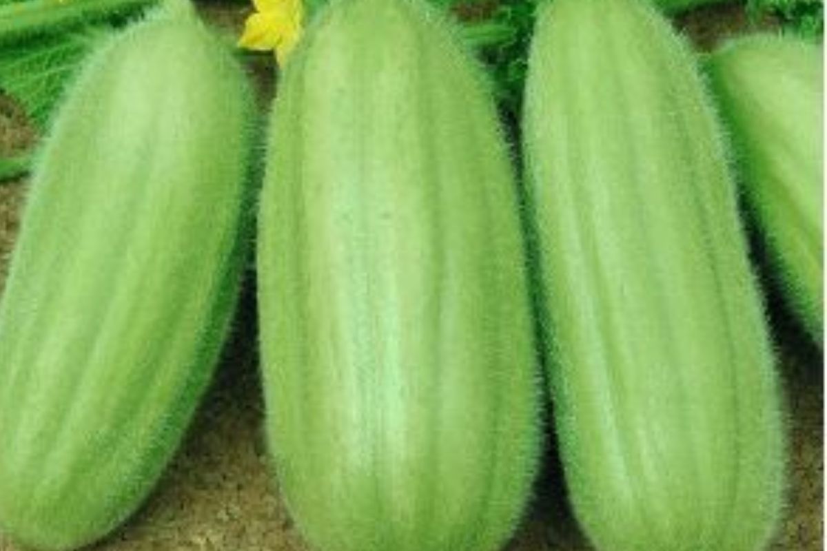 How To Grow Armenian Cucumber Plant Armenian Cucumber Complete Guide how-to-grow-armenian-cucumber-plant-armenian-cucumber-complete-guide
