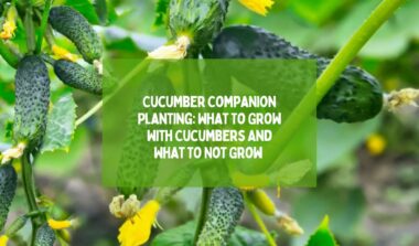 Cucumber Companion Planting