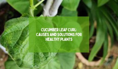 Cucumber Leaf Curl Causes and Solutions for Healthy Plants