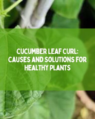 Cucumber Leaf Curl Causes and Solutions for Healthy Plants