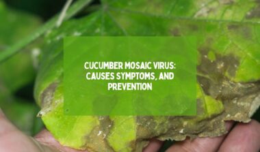 Cucumber Mosaic Virus