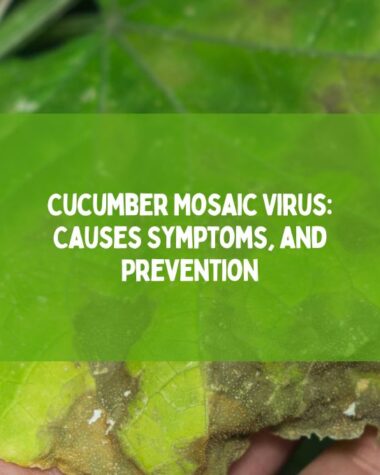 Cucumber Mosaic Virus