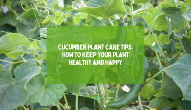 Cucumber Plant Care Tips