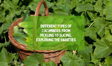 Different Types of Cucumbers