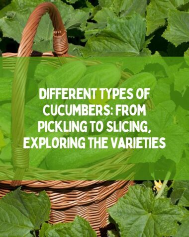 Different Types of Cucumbers