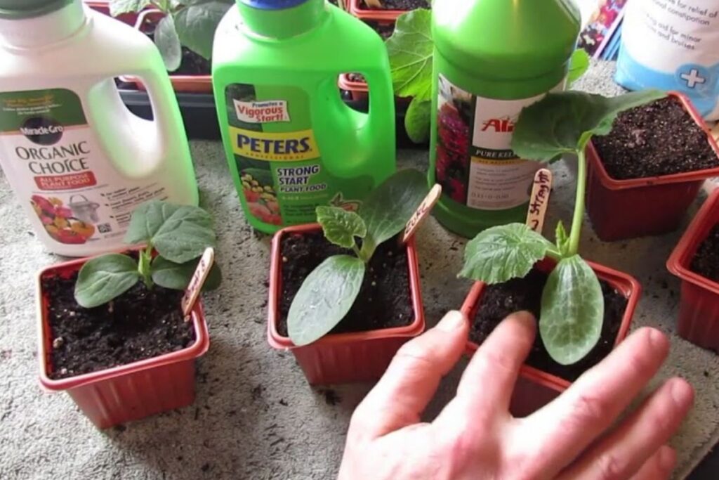 Fertilize Cucumbers In Containers