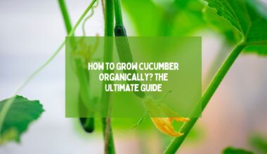 Grow Cucumber Organically