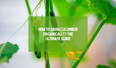 Grow Cucumber Organically