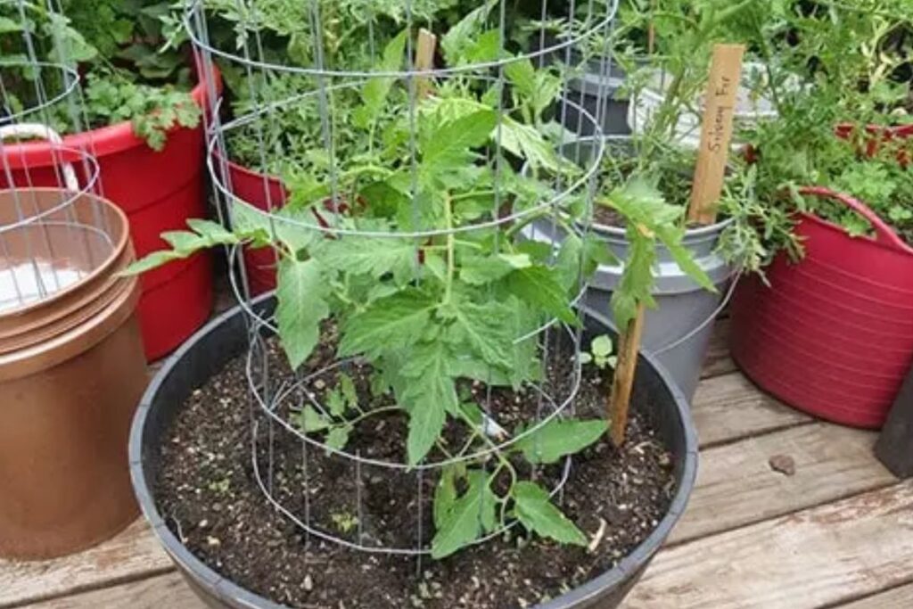 Growing Cucumbers In Containers