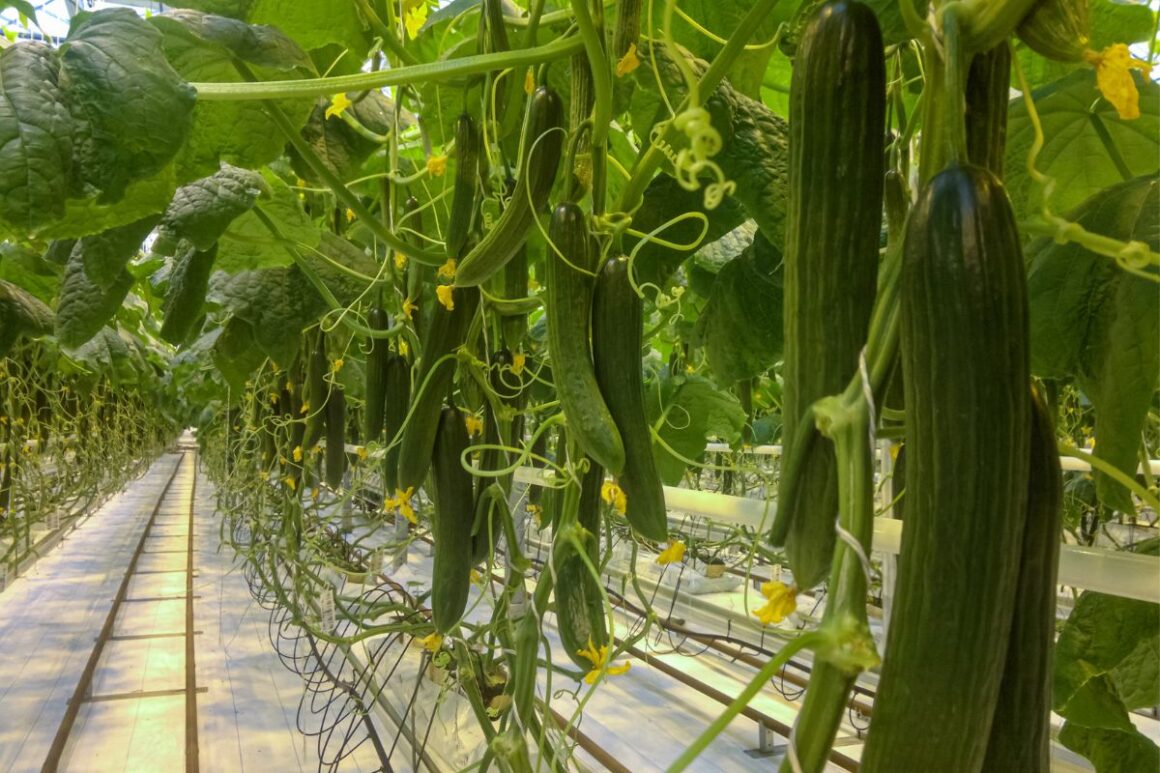 How To Grow Cucumbers Upside Down Happiness Cucumber 2819