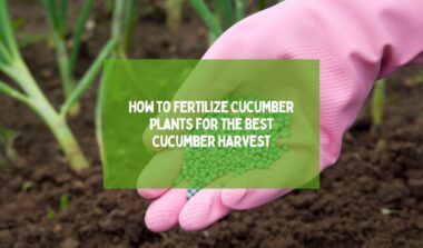 Fertilize Cucumber Plants