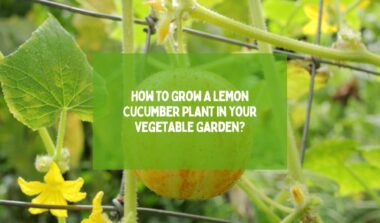 Grow A Lemon Cucumber