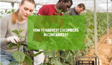 How To Harvest Cucumbers In Containers