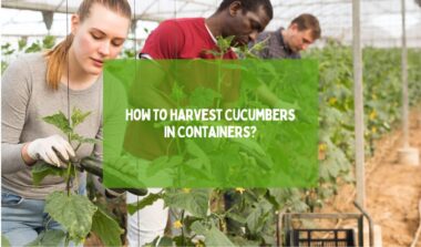 How To Harvest Cucumbers In Containers