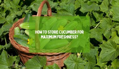 How To Store Cucumber For Maximum Freshness