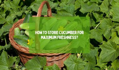 How To Store Cucumber For Maximum Freshness