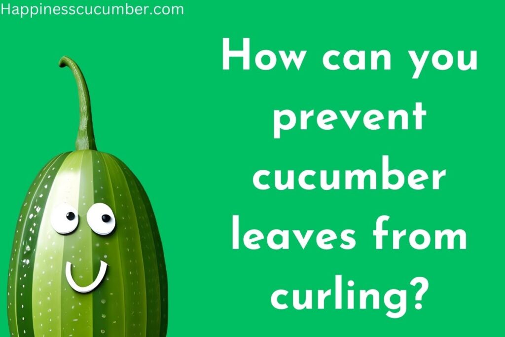 How can you prevent cucumber leaves from curling?