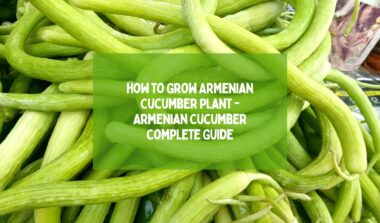 How to Grow Armenian Cucumber Plant - Armenian Cucumber Complete Guide