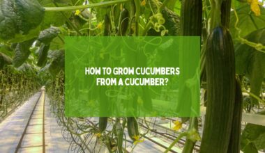 Grow Cucumbers From a Cucumber