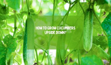 How to Grow Cucumbers Upside Down