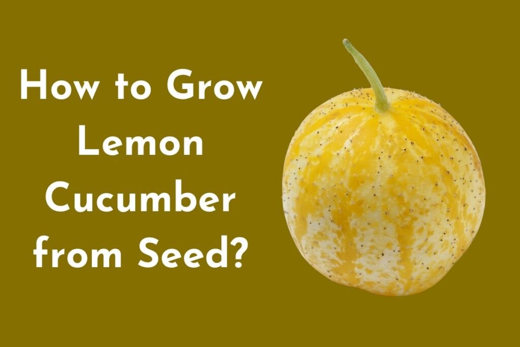 How to Grow Lemon Cucumber from Seed