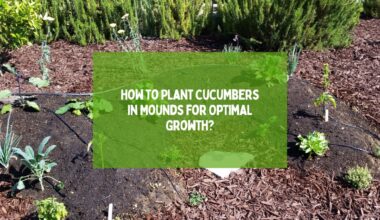 How to Plant Cucumbers in Mounds