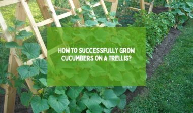 How to Successfully Grow Cucumbers on a Trellis