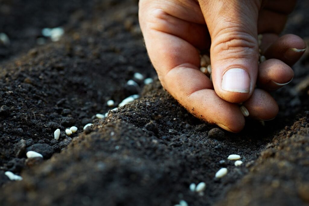 Plant the cucumber seed indoors