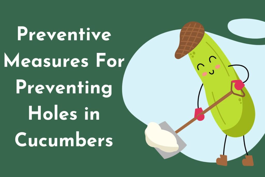 Preventive Measures For Preventing Holes in Cucumbers