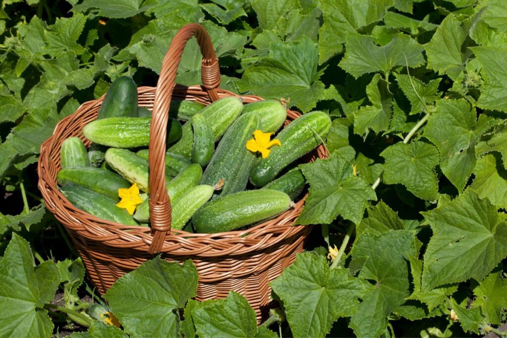 Quick Cucumber Care Overview