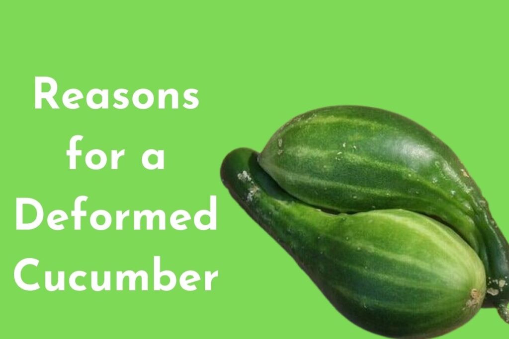 Reasons for a Deformed Cucumber