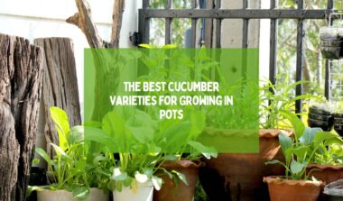 The Best Cucumber Varieties For Growing In Pots