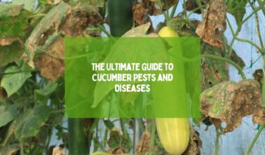 Cucumber Pests and Diseases