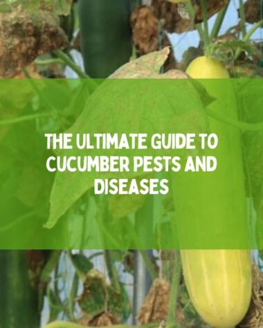 Cucumber Pests and Diseases