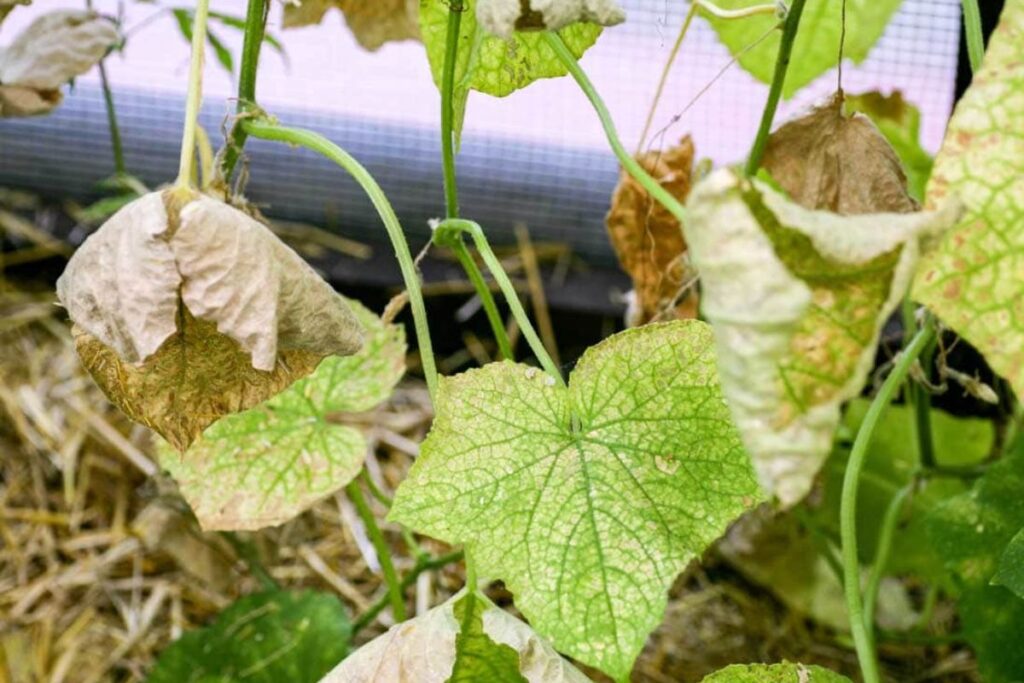 Treatment Options Cucumber Leaves Turning Yellow