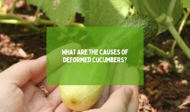 Causes of Deformed Cucumbers