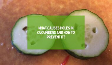 Holes In Cucumbers