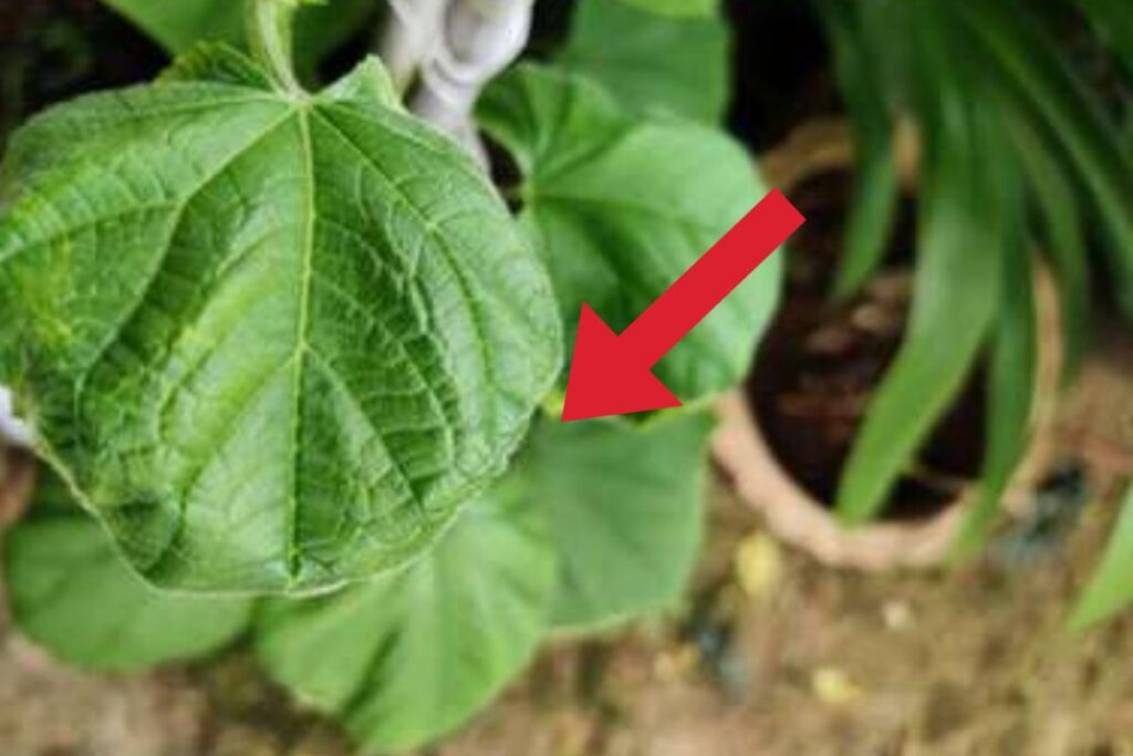 What is a cucumber leaf curl