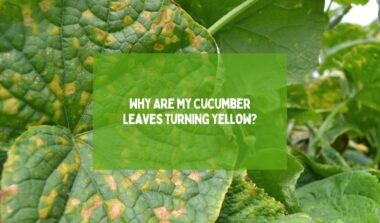 Cucumber-Leaves-Turning-Yellow