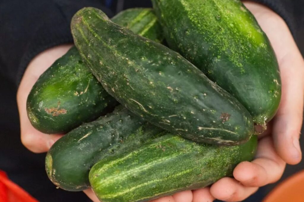 Why Are My Cucumbers Bitter?