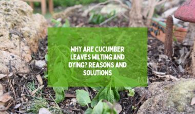 Cucumber Leaves Wilting