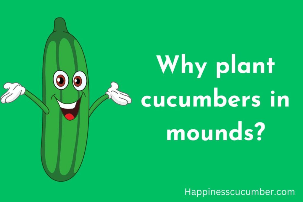 Why plant cucumbers in mounds?