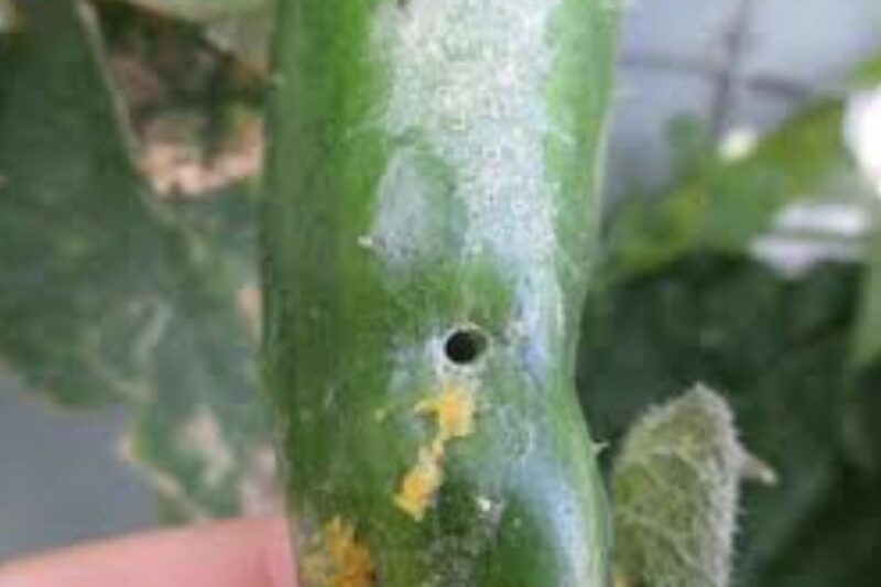 What Causes Holes In Cucumbers And How To Prevent It Happiness Cucumber 5558