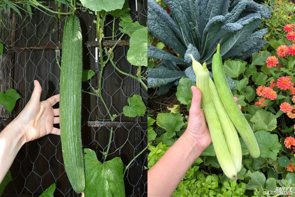 When to harvest Armenian cucumber fruits?