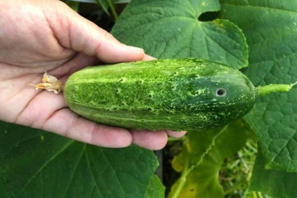 holes in cucumber